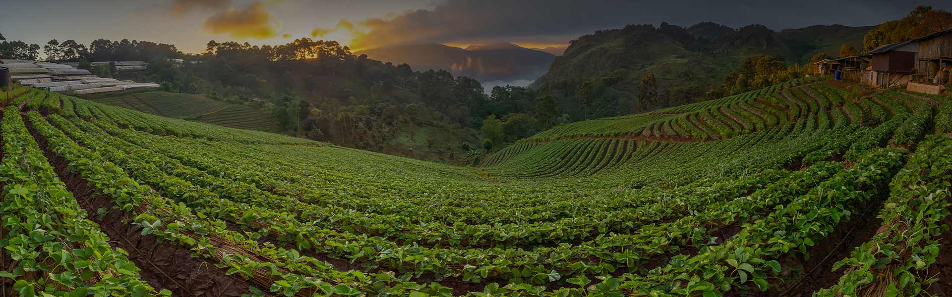 A Honeymoon Couples Ultimate Guide to Nuwara Eliya