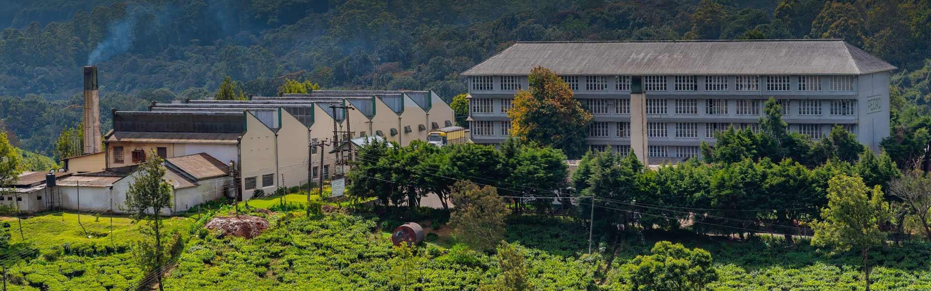Pedro Tea Estate