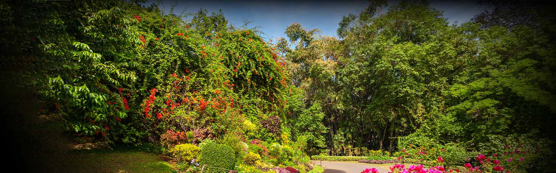 Peradeniya-Royal-Botanical-Garden