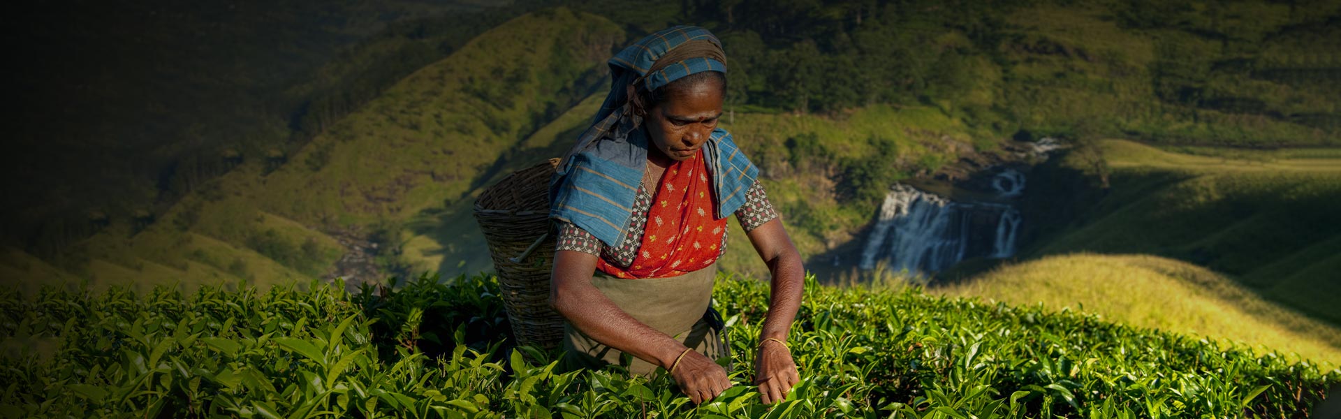 The Best Tea Experiences in Nuwara Eliya