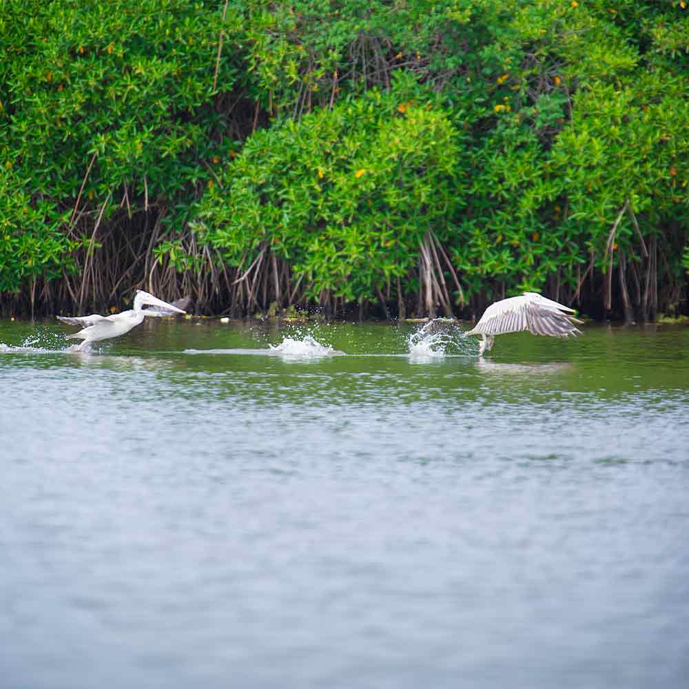 Muthurajawela Wetland