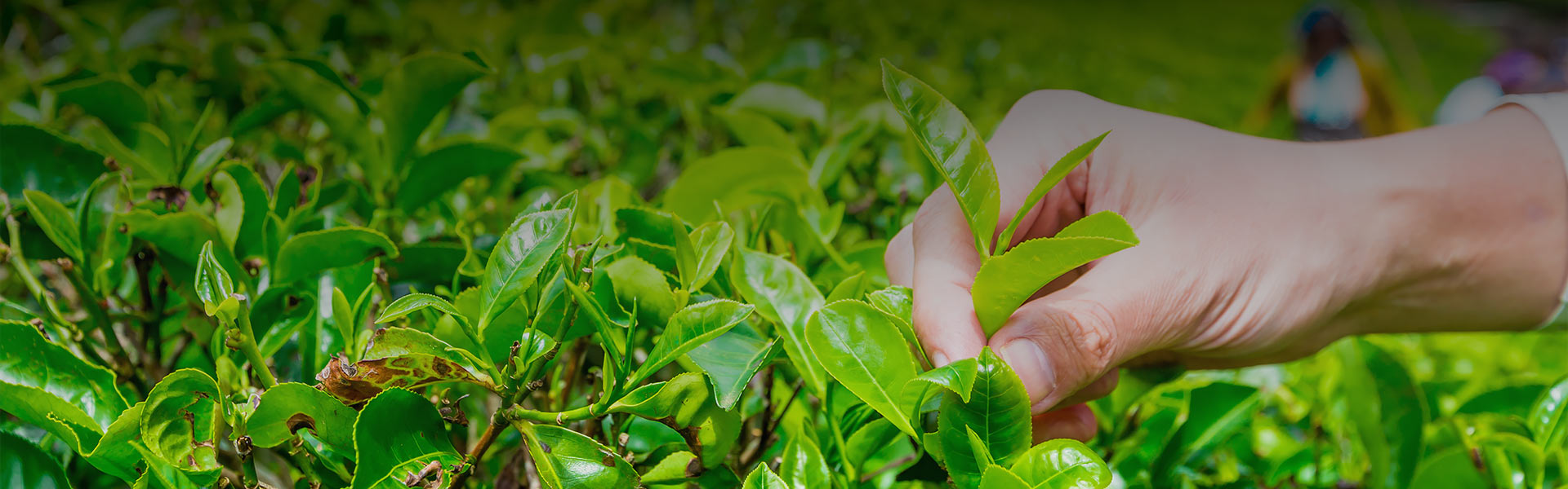 A Tea Factory Tour in Ella