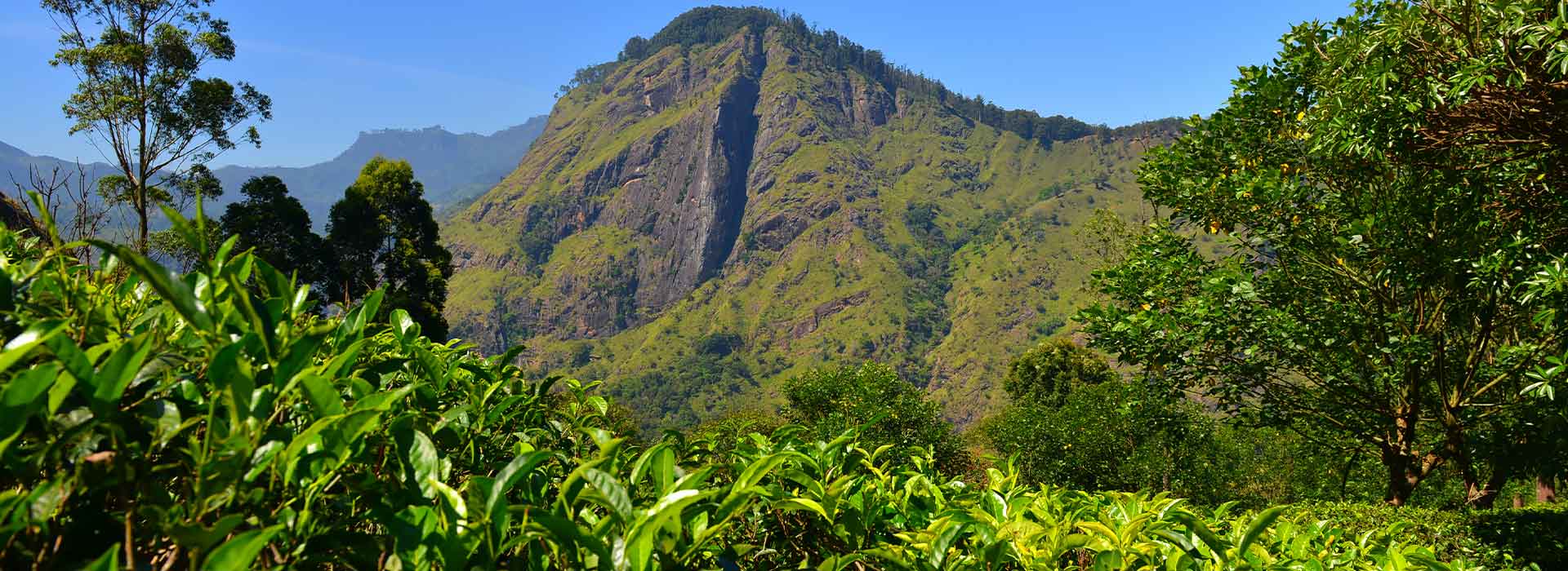 Ella Rock | The Honeymoon Guide | Best Hike In Ella