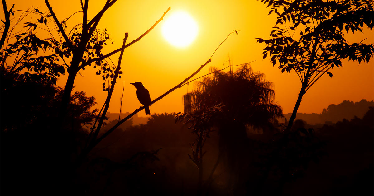 Sunset Savannah