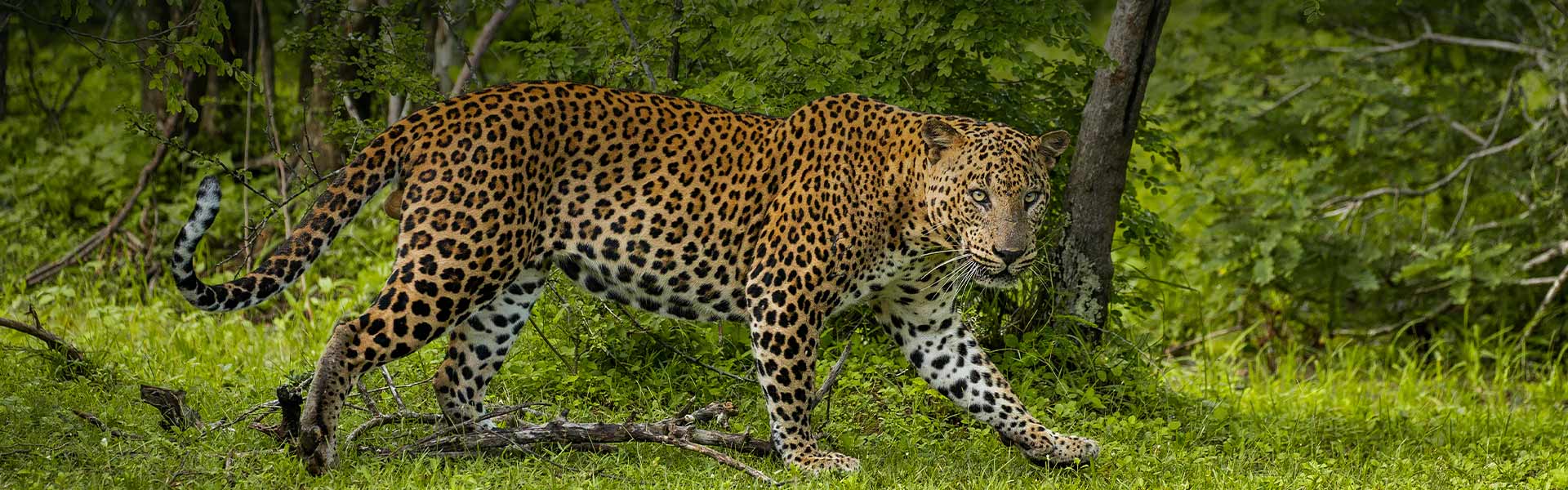 Wildlife Parks Sigiriya