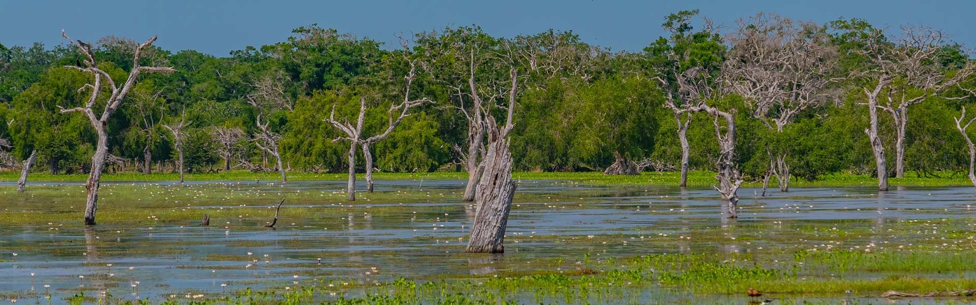 Unique Experiences in Yala