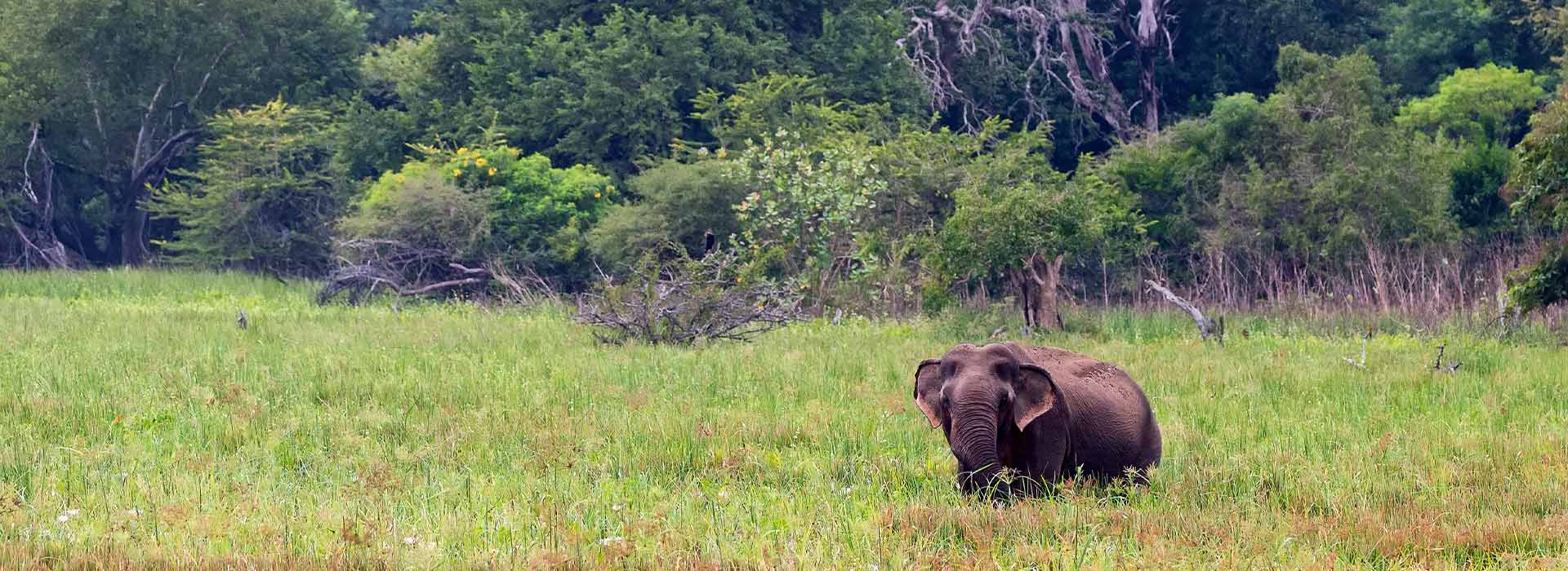 Wildlife Parks Sigiriya