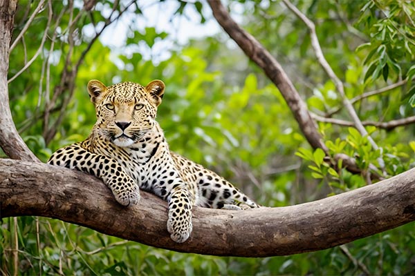 Best Adventures in Tangalle