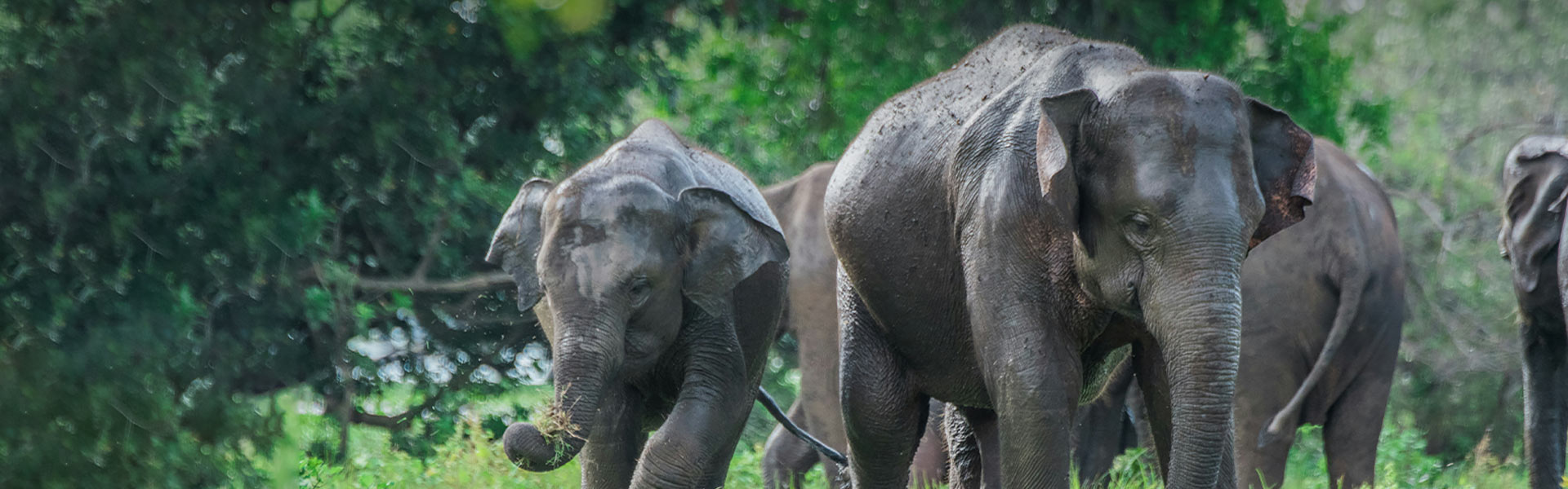 Minneriya National Park