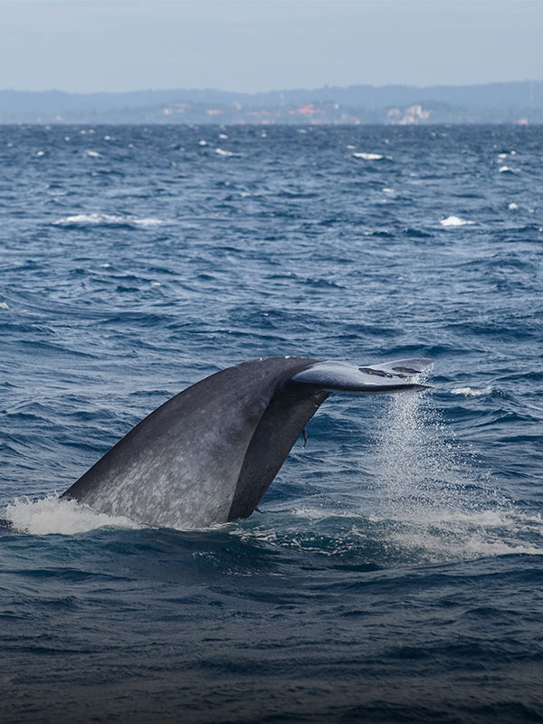 Whale Watching