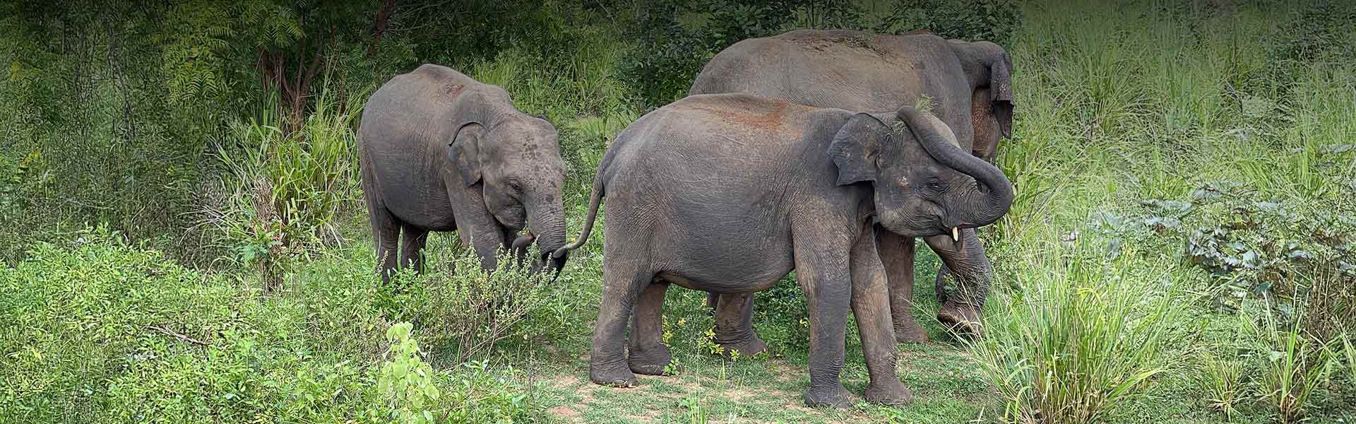 Go Wild in Tangalle