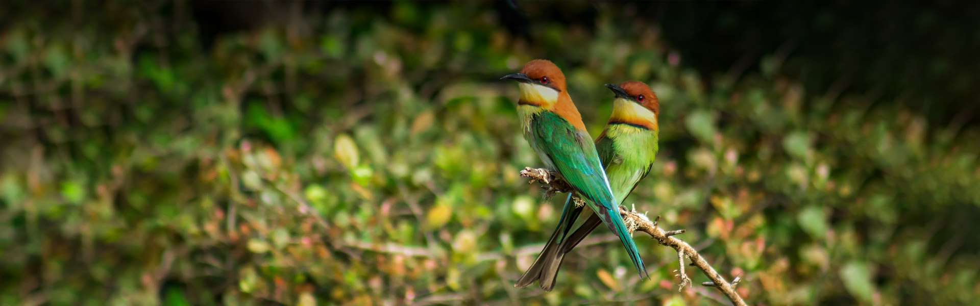 Wildlife sanctuaries in Negombo