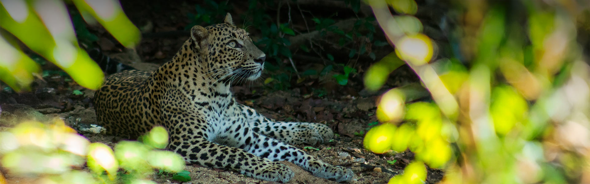 Yala Leopard