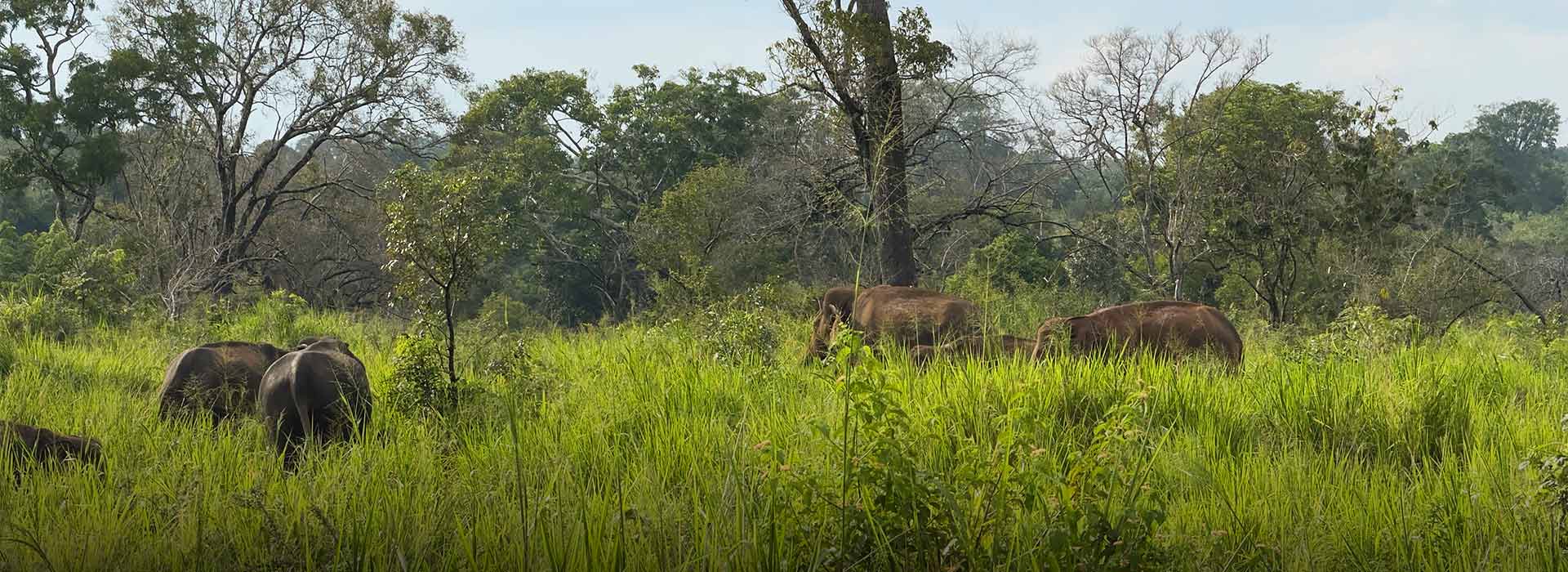 The Best Wildlife Parks Beyond Sigiriya
