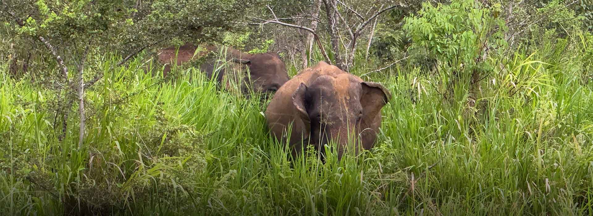 The Best Wildlife Parks Beyond Sigiriya