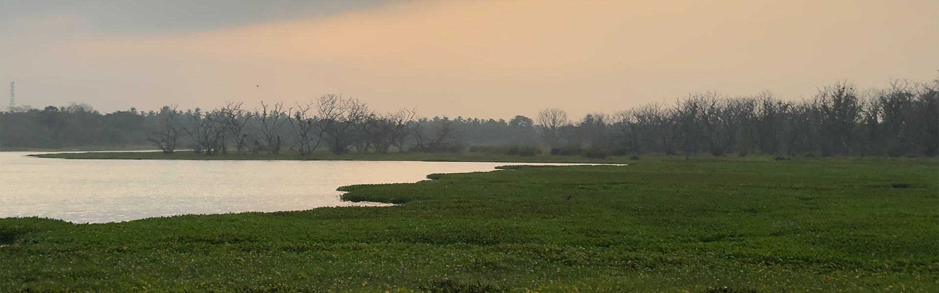 Chilaw