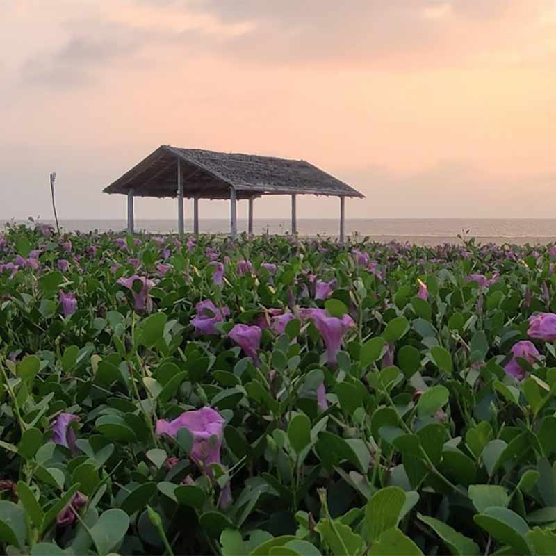 Honeymoon-Package-in-Kalpitiya5-800x800